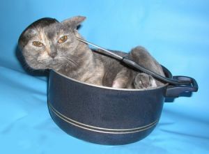 ���� ����� � ����� ��������� �� ���� � �����